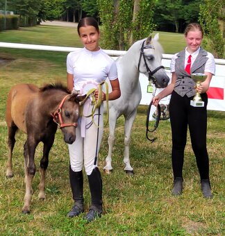 Prodej hřebce Welsh pony, sekce B - 9