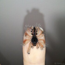 Avicularia, Caribena aj. - 9