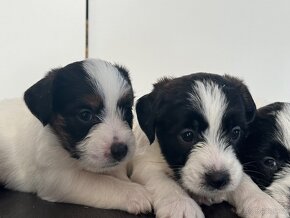 Jack russell terier s PP - 9