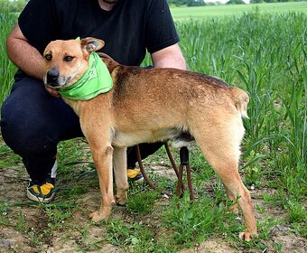 INKY K ADOOPCI - 2 ROKY,PŘÁTELSKÝ, KAMARÁD,VHODNÝ K SENIORŮM - 9