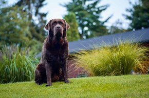 Labradorský retrivr štěňata s PP - 9