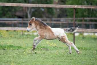 Připouštění Minihorse plemenným hřebcem - 9