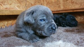 Cane Corso s PP - 9