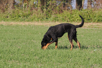 Beauceron štěňata s PP – odběr v dubnu - 9