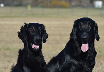 Flat coated retriever štěňátka - 9