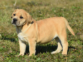 BOERBOEL BALLOTADA -PEJSCI I FENKY AKTUÁLNĚ K ODBĚRU - 9