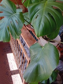 Monstera - 9