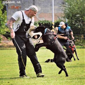 Cane Corso - 9