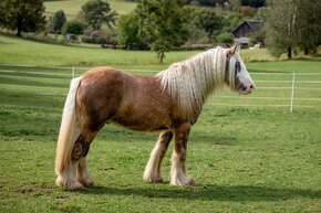 Připouštění hřebcem Irish Cob - 9