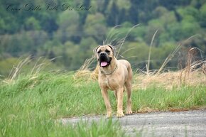 Cane Corso s PP FCI - 9