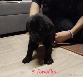 Štěňátka Labernese (labrador X bernský salašnický pes) - 9