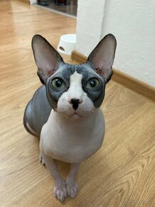 Sphynx - 9