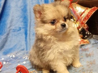 Pomeranian / Pomeranian Boo - Chocolatte Merle - REZERVACE - 9