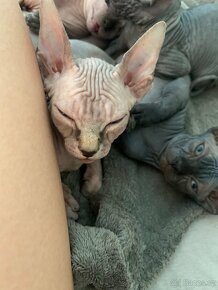 Kanadský sphynx - 9