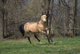 Připouštění QH hřebcem 7 panel N/N - 9