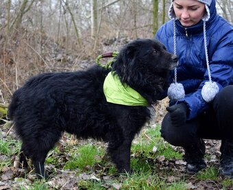 TICEAS K ADOPCI- 3 ROKY,TULÍCÍ ČERTÍK,HODNÝ,KLIDNÝ - 9