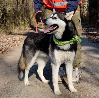 ALONZO K ADOPCI - přátelský, milý, kontaktní - 9