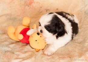 Shih-Tzu šteňiatka (shi tzu, si-tzu, shitzu, si-cu) - 9