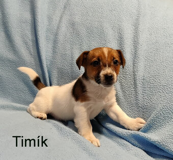 Jack russell terier - 9