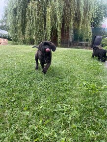 Cane Corso stěně  s pp. Vymazlenný krásný kluk. - 9