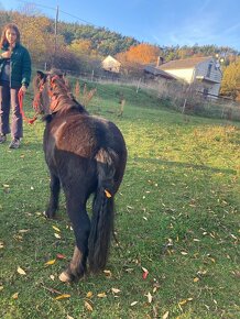 Minihorse valach a hřebec - 9