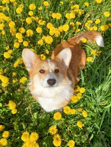 Welsh corgi pembroke s PP - 9