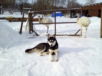 Sibiřský husky štěňátka bez PP - 9