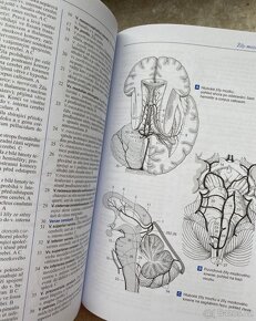 Feneisův obrazový slovník anatomie - 9