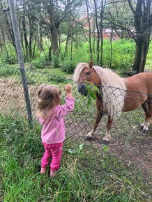 Připouštění Shetland pony - 9