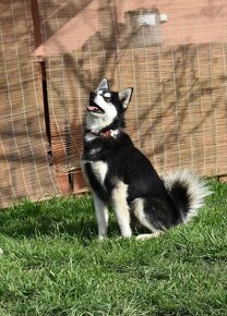 Alaskan Klee kai (mini  husky) s PP - 9