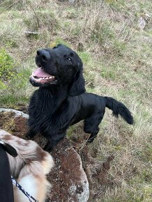 Flat Coated Retriever - s PP (zahraniční krytí ve Švédsku) - 9