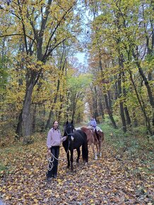 Welsh pony D valach - 9