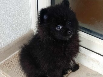 Černo bílá fenečka - Pomeranian mini Boo - 9