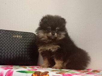 Pomeranian Mini Boo - Black And Tan Fenečka - 9