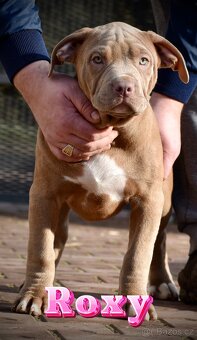 American bully Xl - 9