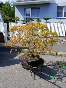 JAVOR AMURSKÝ (OHNIVÝ) - (ACER GINNALA) bonsai - 9