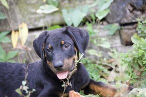 Štěňata francouzského ovčáka Beaucerona z PP - 9