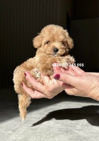 MALTIPOO F1 MINI pes boy male - 9