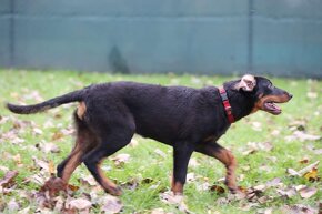 Beauceron s PP - 9