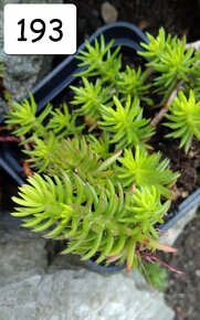 Rozchodník (Sedum) – na skalku, balkón, zelené střechy - 9