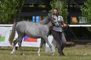 Welsh pony B - 9