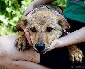 GWENDA K ADOPCI - SKORO ROČNÍ, HODNÁ,HRAVÁ HOLČIČKA - 9