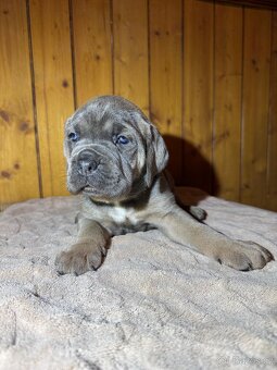 Štěňata Cane Corso - 9