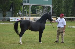 Welsh pony sekce B - 9