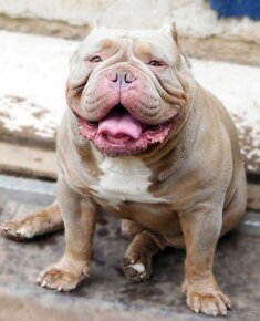 Štěňata American Bully Pocket Exotic -Top linie - 9