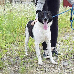 AUGUSTÍN K ADOPCI - AKTIVNÍ, PŘÁTELSKÝ,HRAVÝ - 9