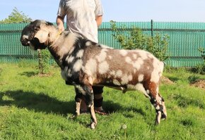 Anglonubijská koza - 100% s nárokem na PoP - 9