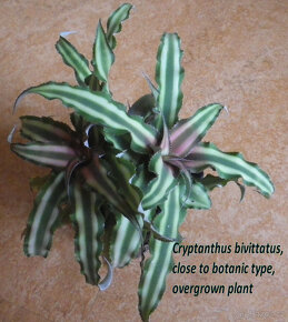 Exotické bromélie Cryptanthus - 9