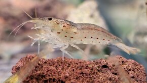 Kreveta Caridina Multidentata (Amano, Japonica) - 9