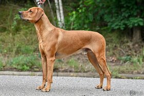 Krytí- chovný pes-Rhodeský ridgeback FCI - 9